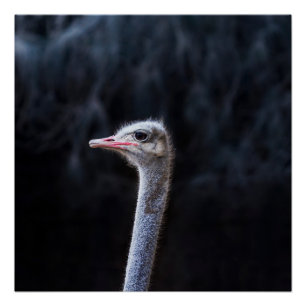 Poster Photographie d'autruche