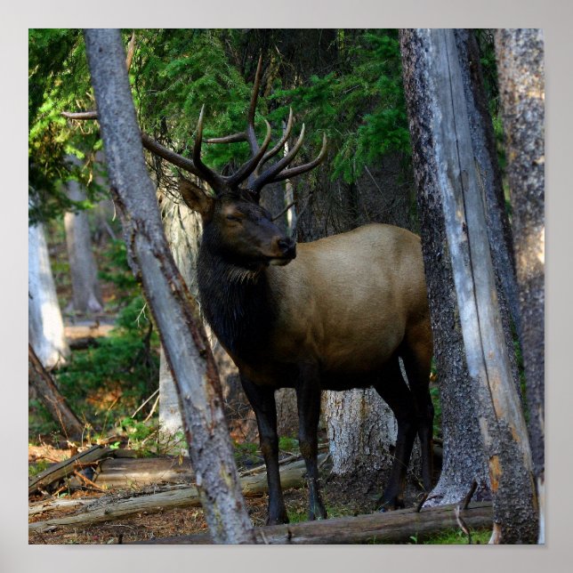 Poster Photographie de Bull Elk (Devant)