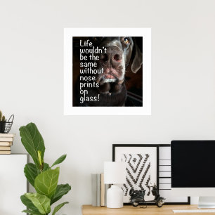 Poster Photographie de gros plan du nez d'un Labrador cho