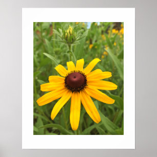Poster Photographie de gros plan d'une fleur de Rudbeckia