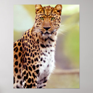 Poster Photographie de léopard