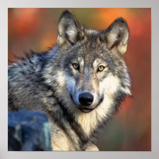 Poster Photographie de loup