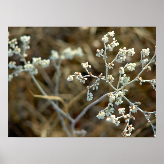 Poster Photographie de macro de belle plante blanche (Devant)