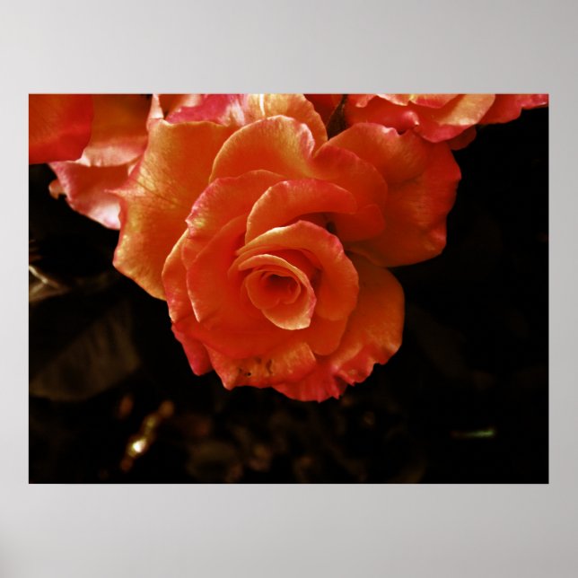 Poster Photographie de rose orange vibrante (Devant)