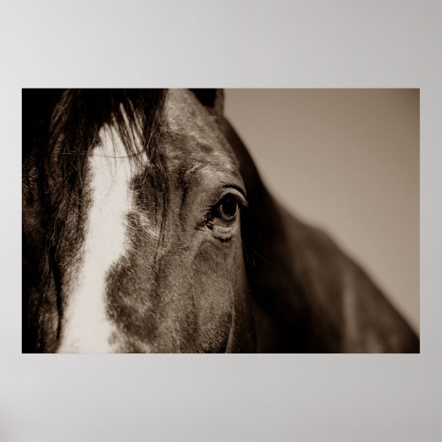 Poster Photographie de Sepia Horse (Devant)
