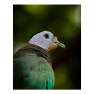 Poster Photographie d'oiseaux tropicaux Portrait - Dove d