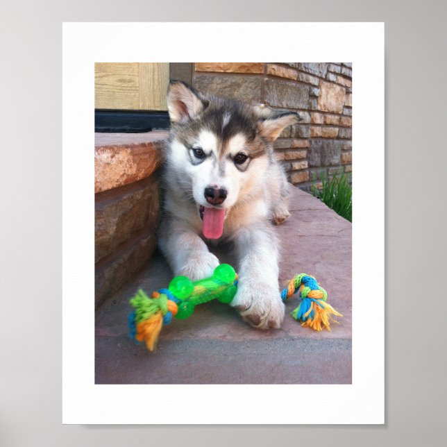 Poster Photographie d'un chiot Malamute d'Alaska et d'un  (Devant)