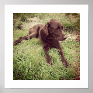 Poster Photographie d'un labrador chocolat allongé dans l