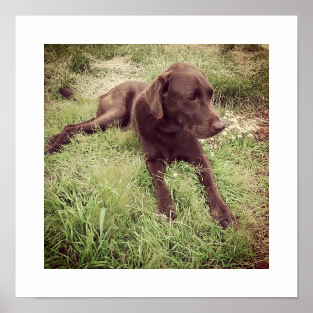Poster Photographie d'un labrador chocolat allongé dans l (Devant)
