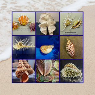 Poster Photographie Exotic SeaShell Sanibel Island Florid