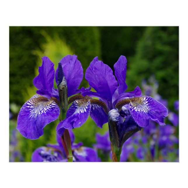 Poster Photographie florale d'Iris sibirica (Devant)