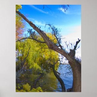 Poster Photographie pour VENTE - Imprimantes d'arbre broc