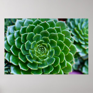 Poster Photographie succulente verte de nature