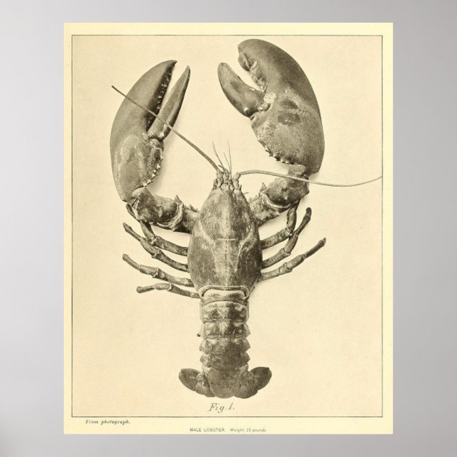 Poster Photographie vintage du homard du Maine (1895) (Devant)