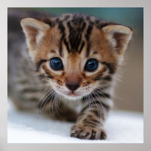 POSTER PHOTOGRAPHIQUE DE LA CUISINE