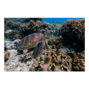 Poster Photos aquatiques nautiques Photographie d'animaux