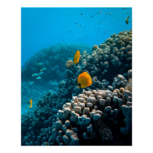Poster Photos aquatiques nautiques Photographie d'animaux