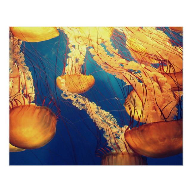 Poster Photos aquatiques nautiques Photographie d'animaux (Devant)