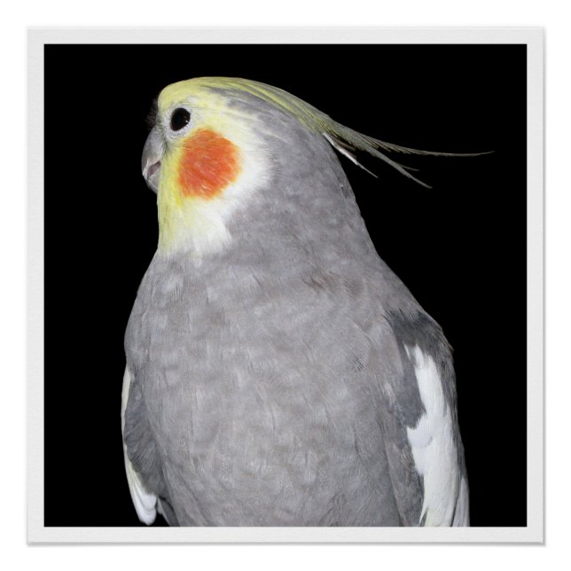 Poster Photos de Cockatiel d'Oiseaux Animaux (Devant)