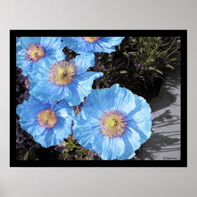 Poster Photos de l'affiche de Blue Poppies (Devant)