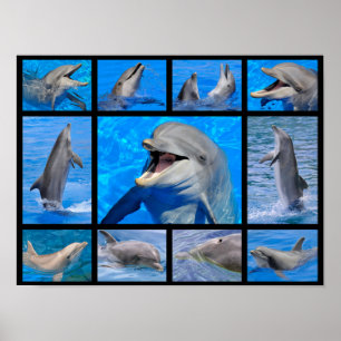 Poster Photos de mosaïque de dauphins