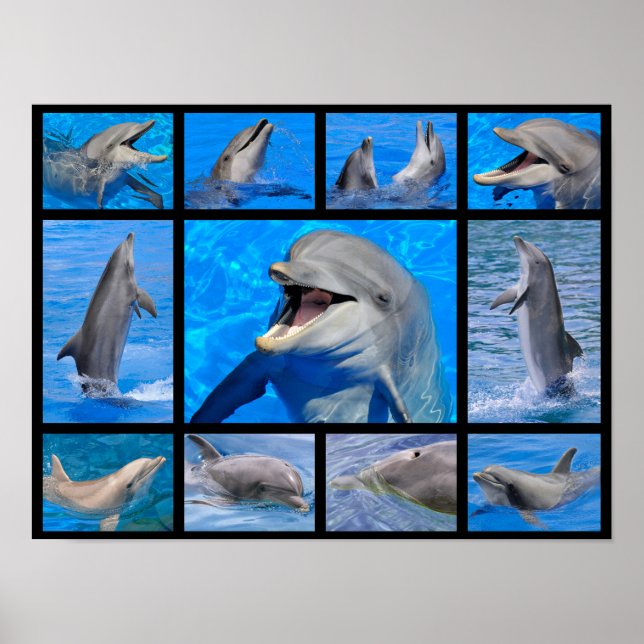 Poster Photos de mosaïque de dauphins (Devant)