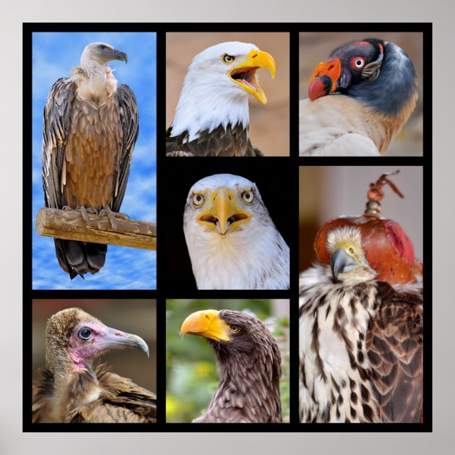 Poster Photos de mosaïque oiseaux de proie (Devant)