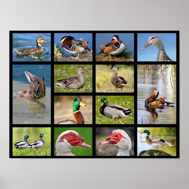 Poster Photos en mosaïque de canards (Devant)