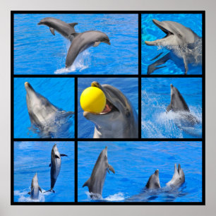 Poster Photos multiples de dauphins