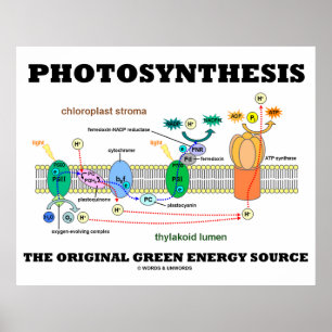 Poster Photosynthèse La Source D'Énergie Verte Originale