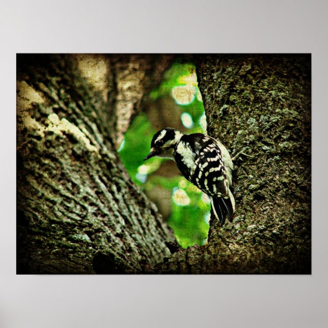 Poster Pic (Devant)