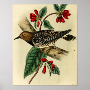 Poster Pic à poitrine noire