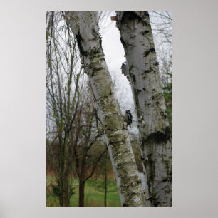 Poster Pic au printemps