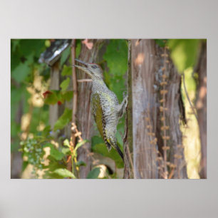 Poster Picus Viridis - Grünspecht