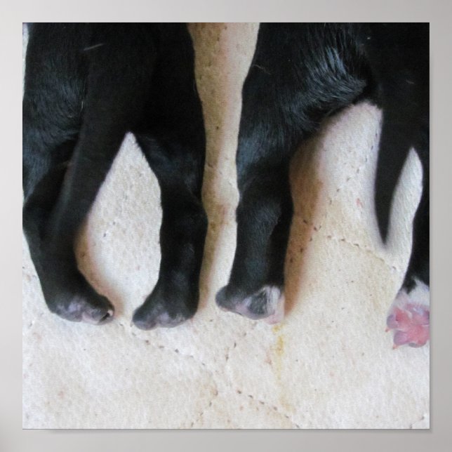 Poster Pieds de marionnette -print (Devant)