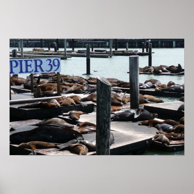Poster Pier 39 Sea Lions (Devant)