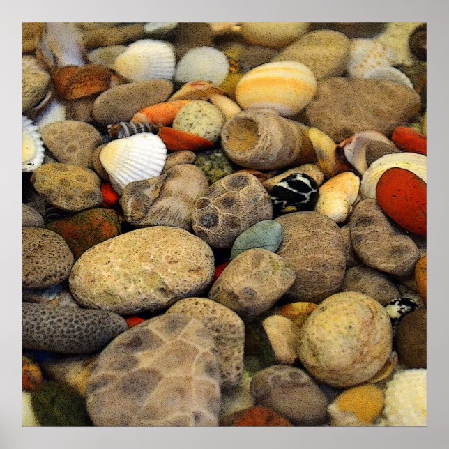 Poster Pierres Petoskey avec coquilles (Devant)