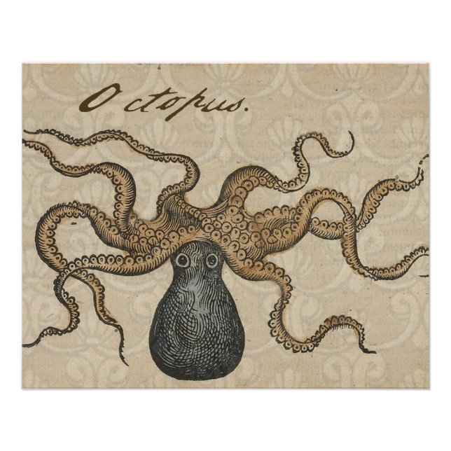 Poster Pieuvre Kraken Antique Faune Marine Côtière (Devant)