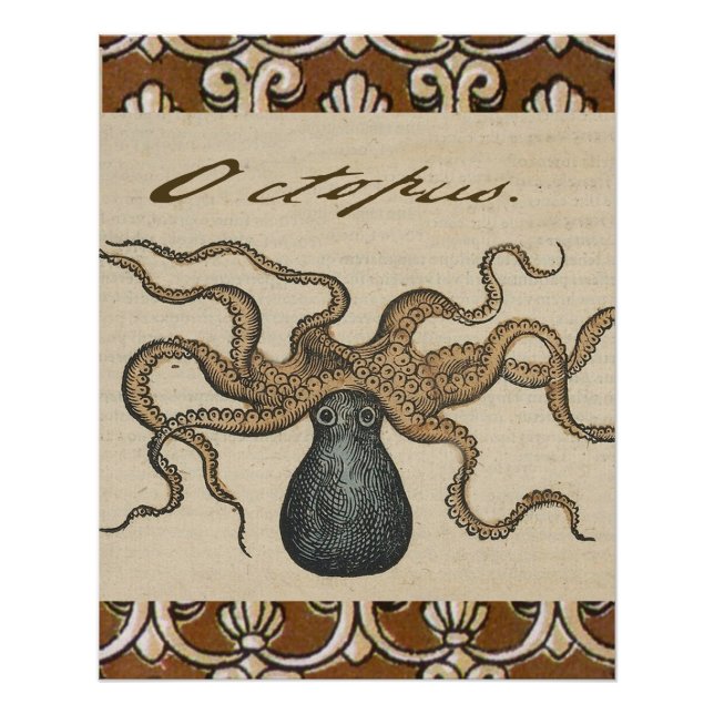 Poster Pieuvre Kraken Antique Faune Marine Côtière (Devant)
