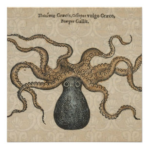 Poster Pieuvre Kraken Antique Faune Marine Côtière