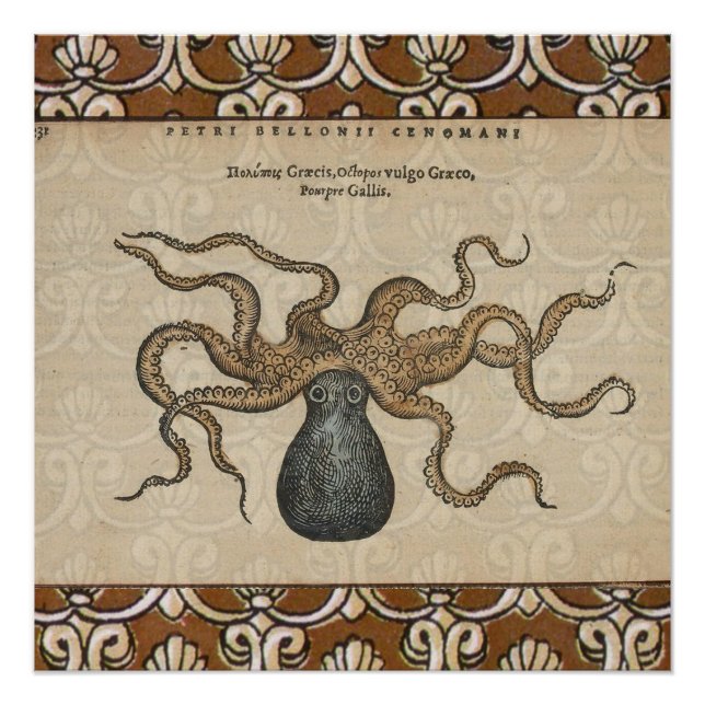 Poster Pieuvre Kraken Antique Faune Marine Côtière (Devant)