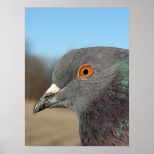 Poster Pigeon