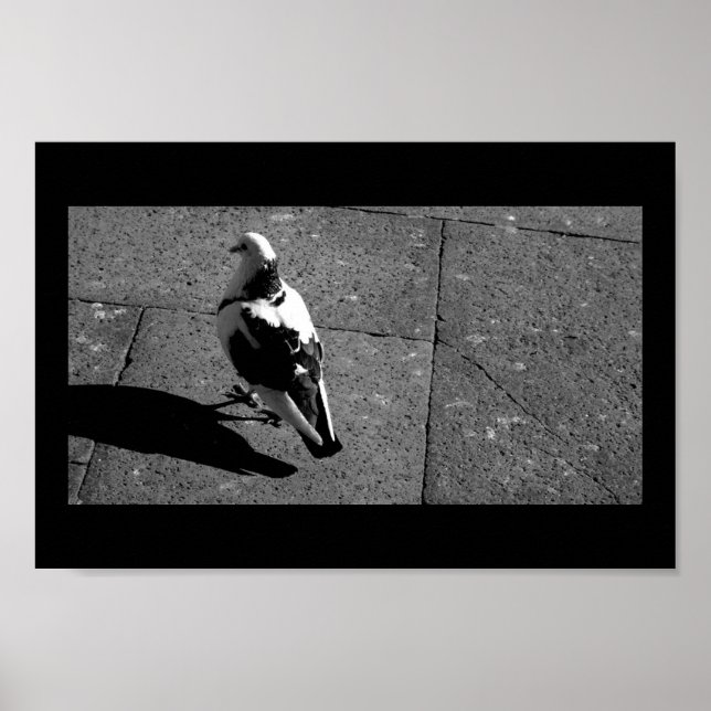 Poster Pigeon in Venice (Devant)