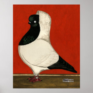 Poster Pigeon noir