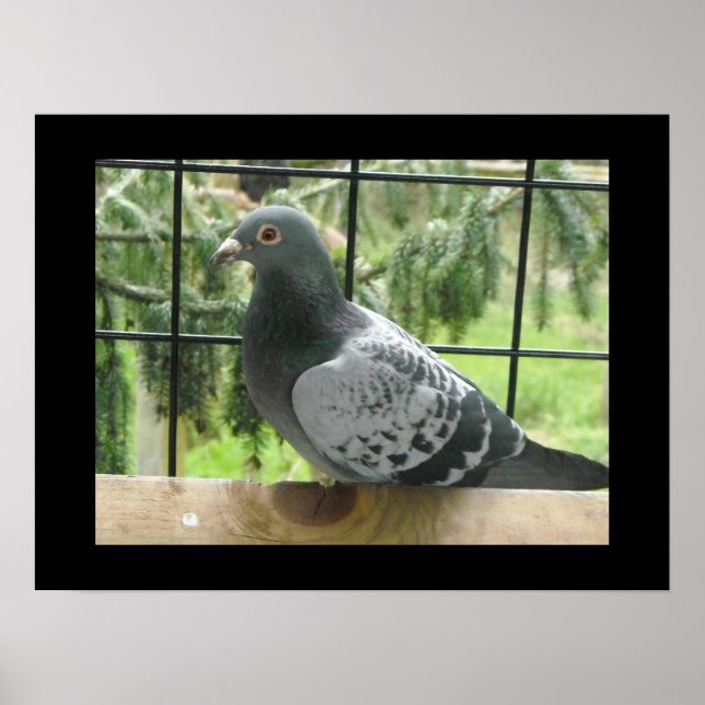 Poster Pigeon parfait (Devant)