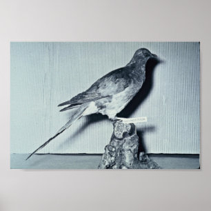 Poster Pigeon passager