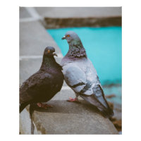 Pigeons