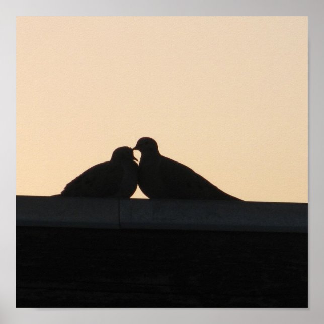 Poster Pigeons (Devant)