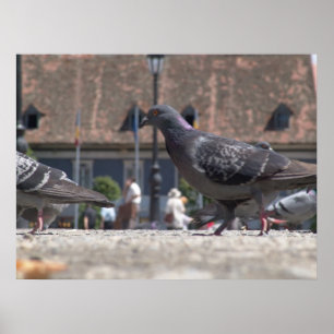 Poster Pigeons de marche