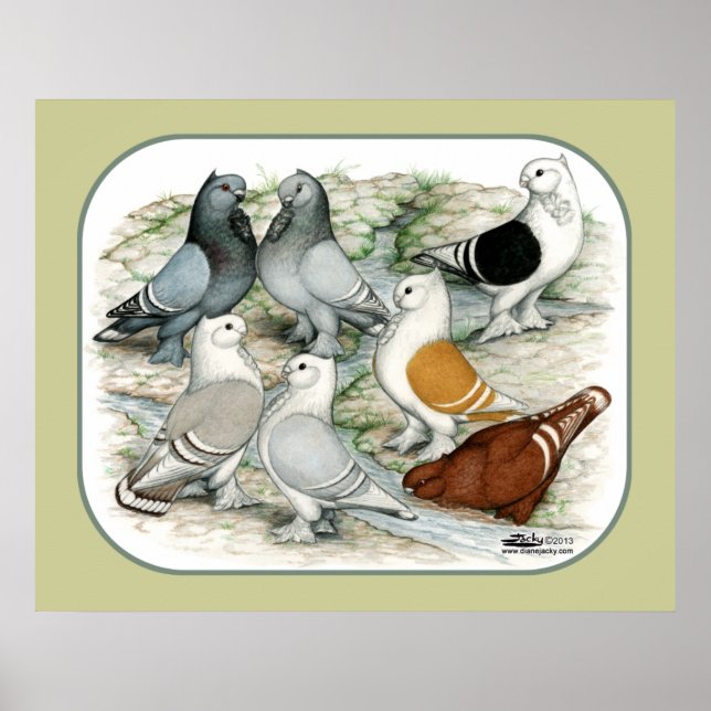 Poster Pigeons rouges à frilles classiques (Devant)